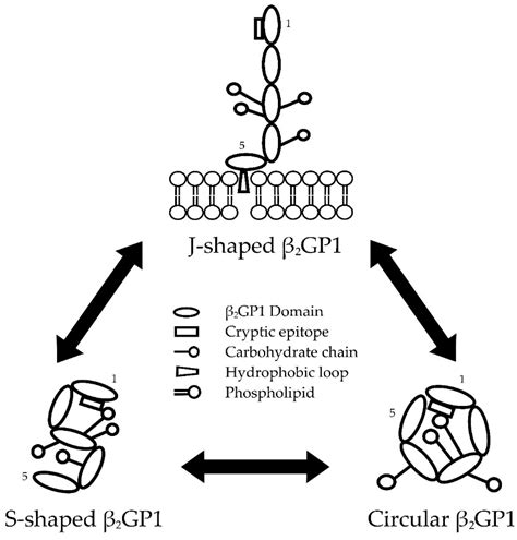 anti beta 2 glycoprotein|Beta.